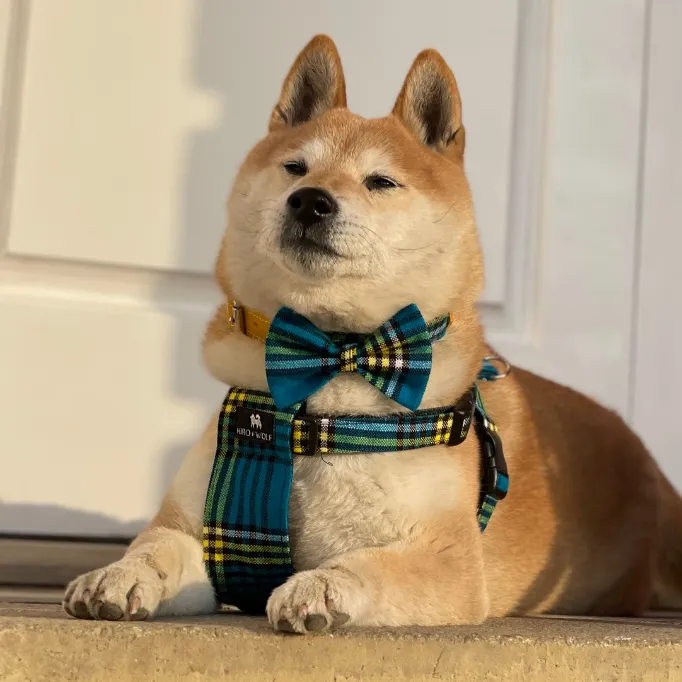 Shuka Blue Dog Bow Tie
